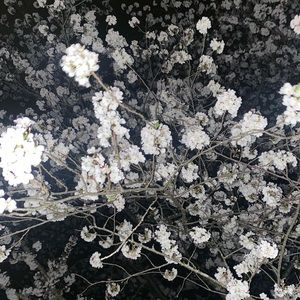 Meet your Posher, Nico